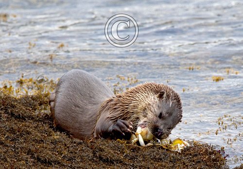 European Otter DM1155